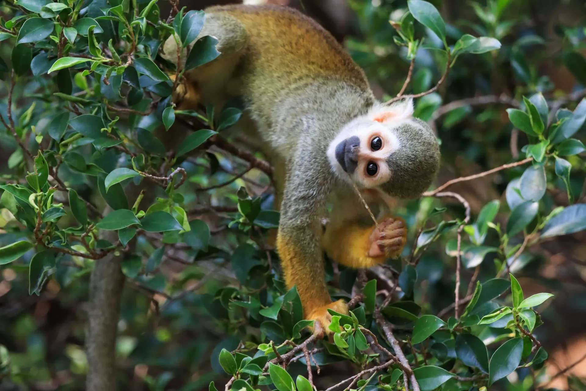 Aventuras en la Selva Amazónica: Guía para Exploradores Intrépidos