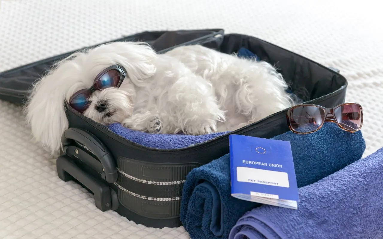 Viajar con Mascotas: La Guía Definitiva para Aventuras Pet-Friendly