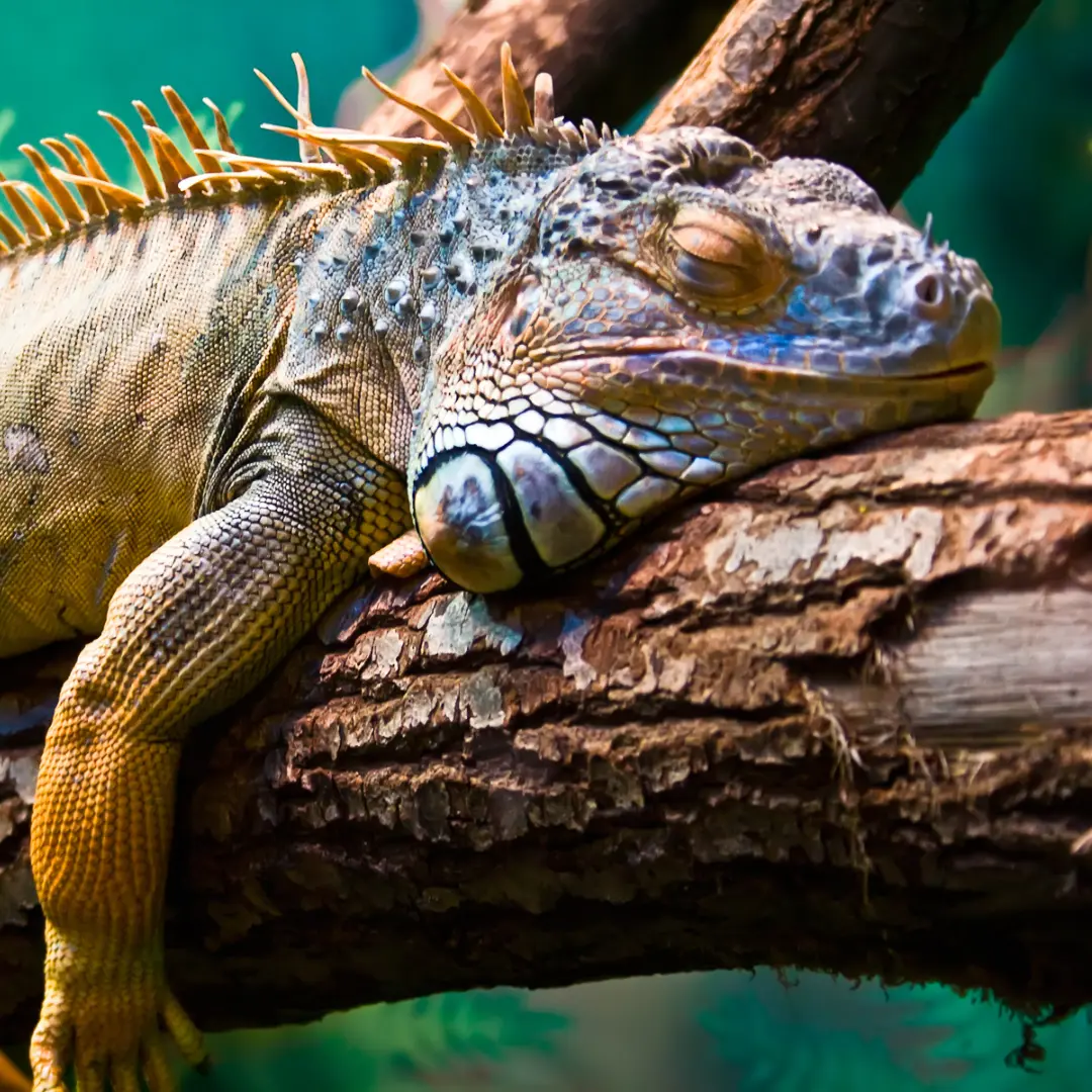 Iguana