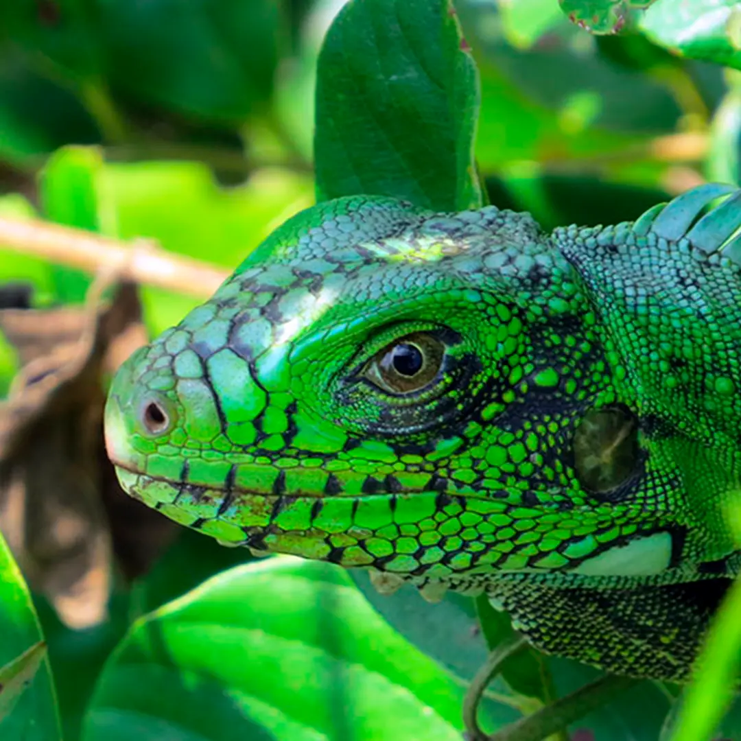 Iguanas en colombia