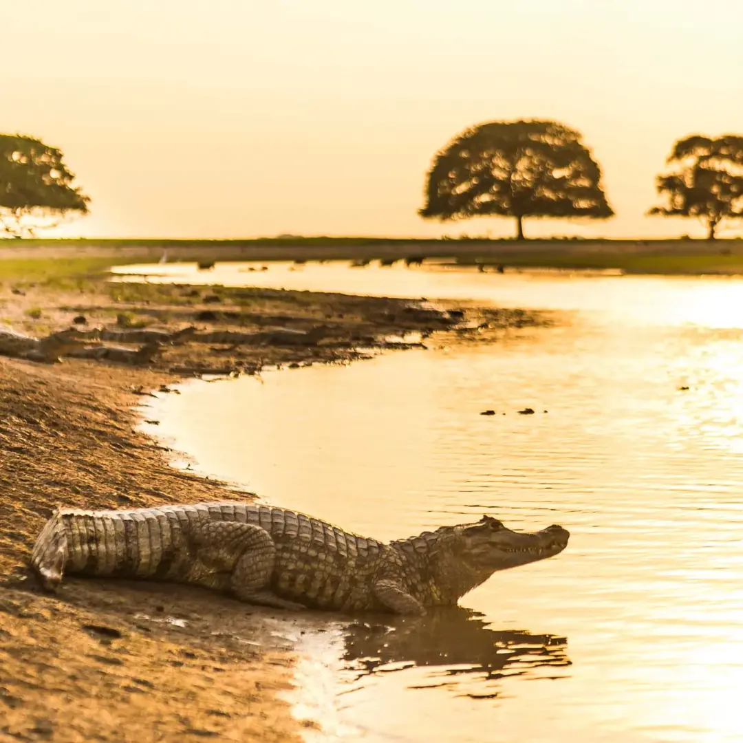 cocodrilos