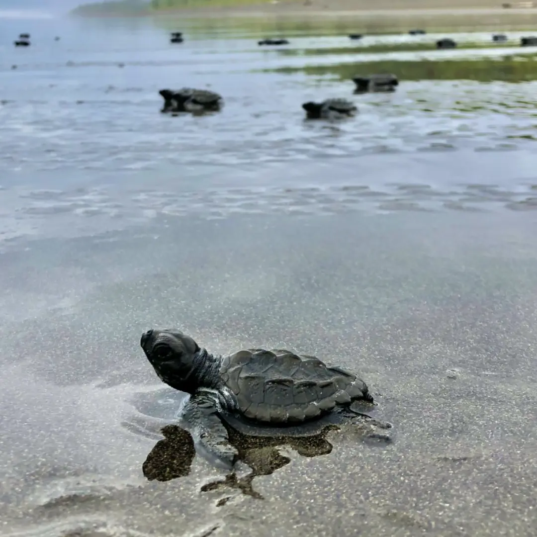 Camino del Caparazón