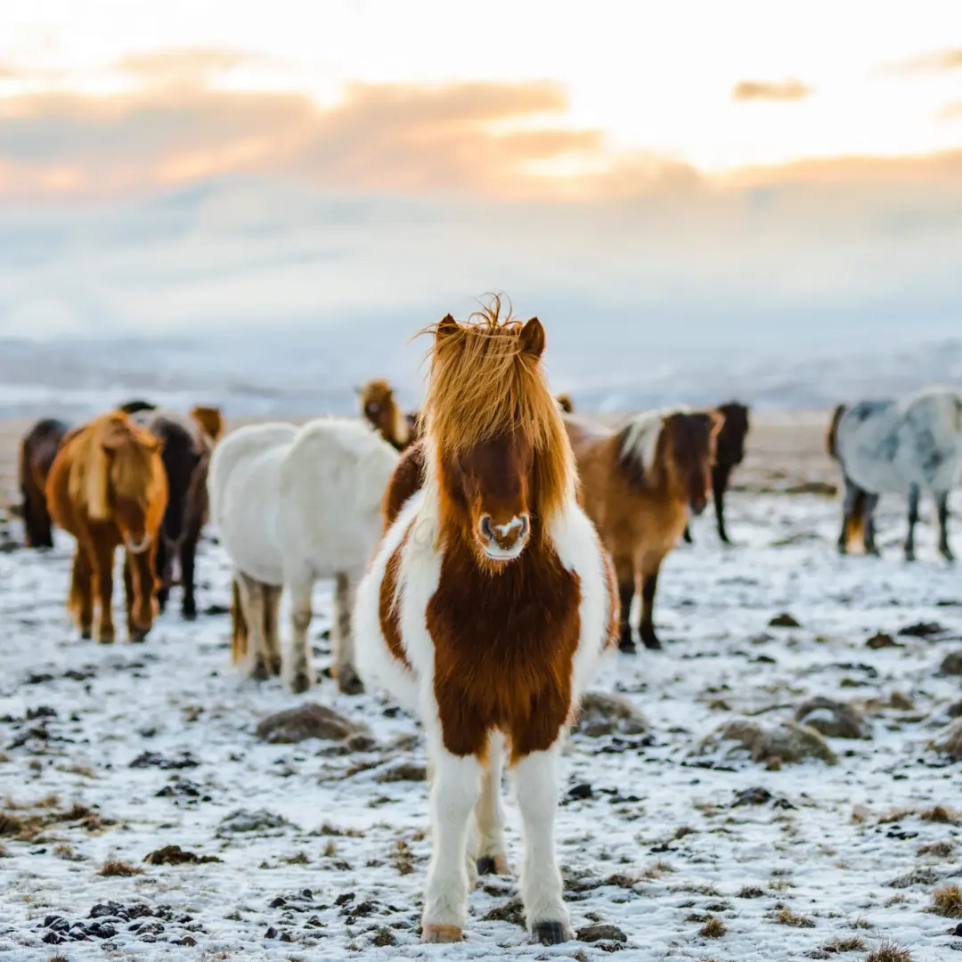 Auroras boreales que iluminan la aventura